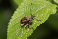 Monochamus bimaculatus