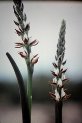 Prasophyllum sargentii