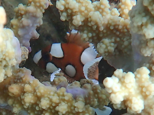 Plectorhinchus chaetodonoides observed 2026-10-23