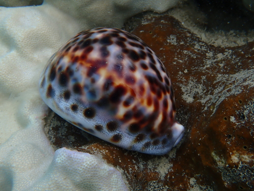 Cypraea tigris observed 2026-10-23