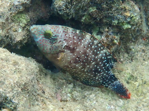 Cheilinus chlorourus observed 2026-10-23
