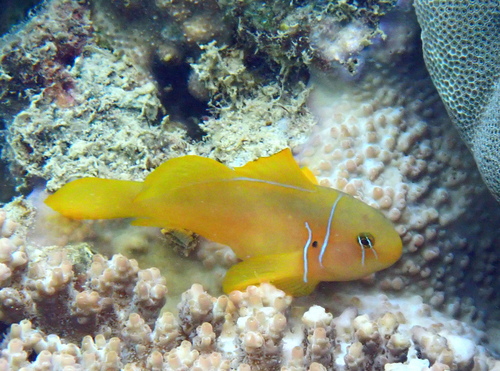 Gobiodon citrinus observed 2026-10-23