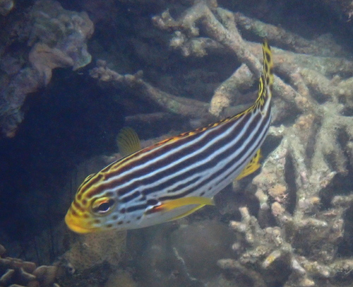 Plectorhinchus vittatus observed 2026-10-23