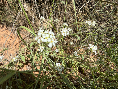 Touristplant