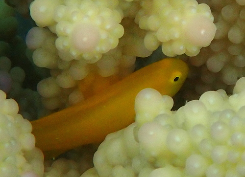 Gobiodon okinawae observed 2026-10-23