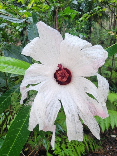Hibiscus heterophyllus observed 2026-10-24