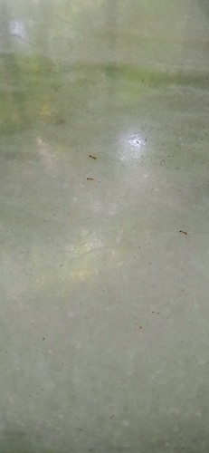 Monomorium destructor observed 2026-10-24