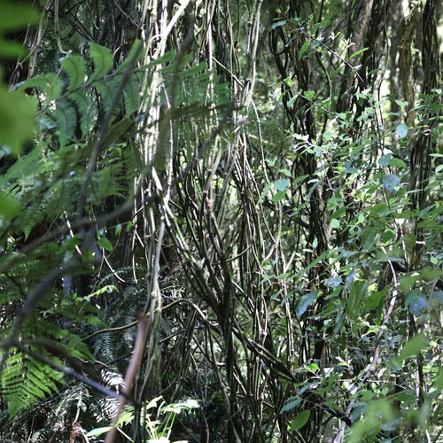 Ripogonum scandens observed 2026-10-21