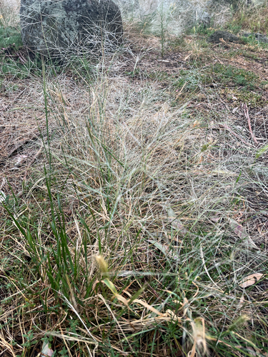 Austrostipa elegantissima observed 2026-10-24