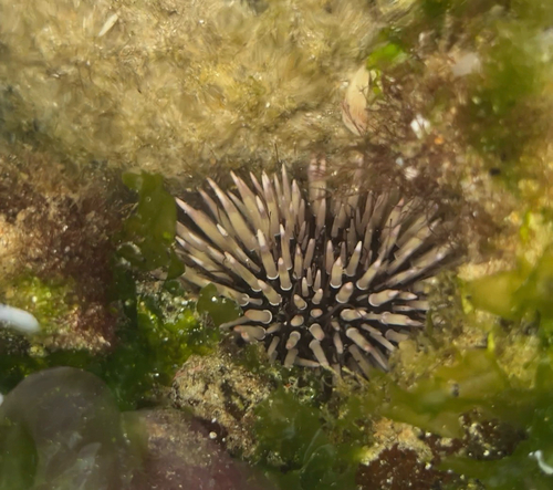 Echinometra mathaei observed 2026-10-24