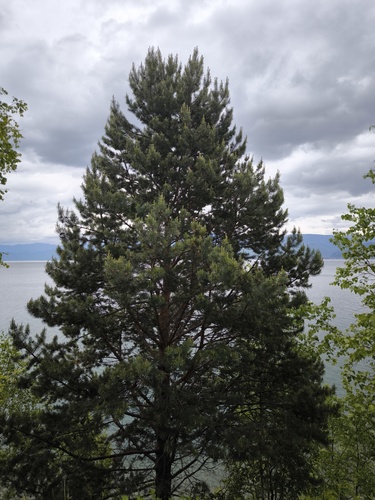 Scots pine photograph by the iNaturalist community