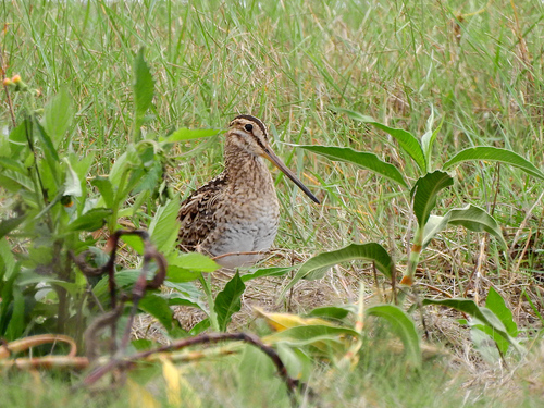 Gallinago hardwickii, 2026-10-24