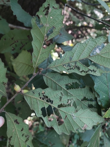 Quercus fabrei observed 2026-10-06