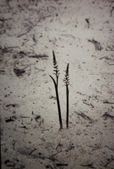 Prasophyllum sargentii