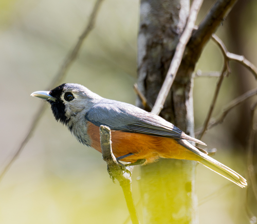 Monarcha melanopsis, 2026-10-24
