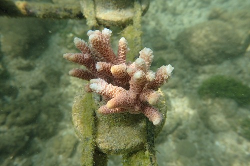 Millepora observed 2026-10-21