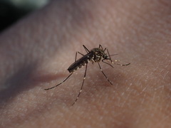 Aedes togoi