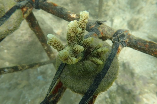 Millepora observed 2026-10-21