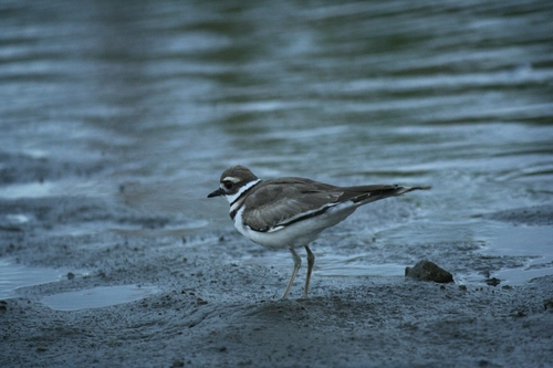 Killdeer photograph by the iNaturalist community