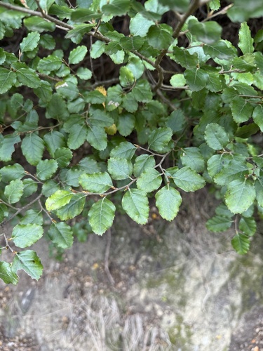 Nothofagus fusca observed 2026-10-24