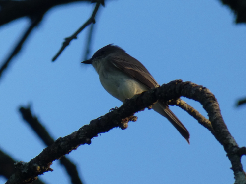 Eastern Phoebe photograph by the iNaturalist community