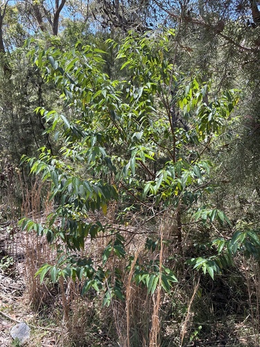 Trema tomentosum observed 2026-10-24