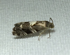 Cydia albimaculana