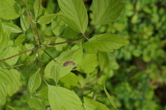 Contarinia negundinis