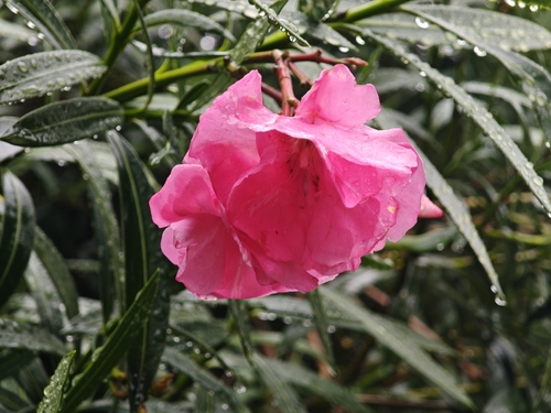 oleander photograph by the iNaturalist community