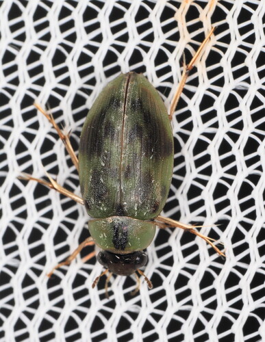 Berosus