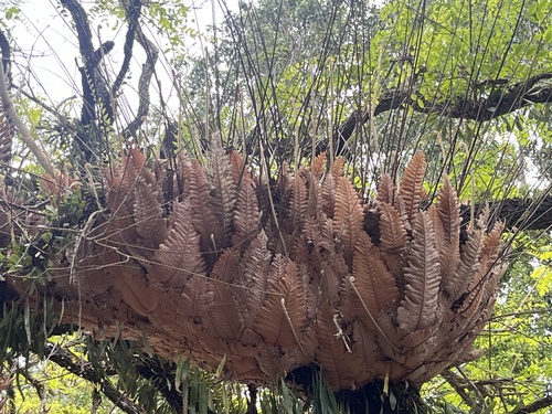 Drynaria rigidula observed 2026-10-24