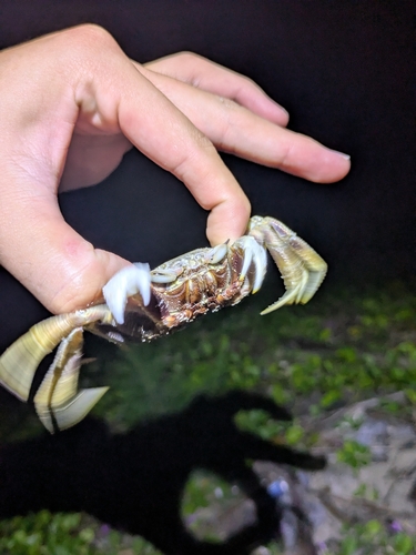 Ocypode ceratophthalmus observed 2026-10-23