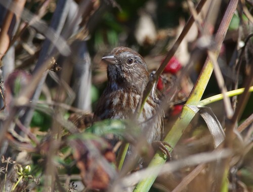 Song Sparrow photograph by the iNaturalist community