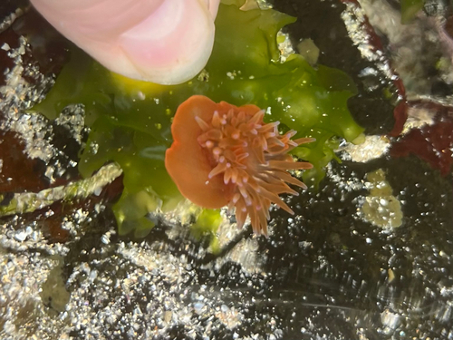 Anemonia mutabilis observed 2026-10-24