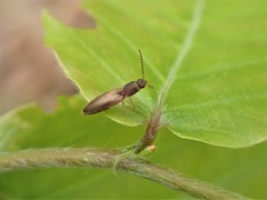 Dolerosomus silaceus