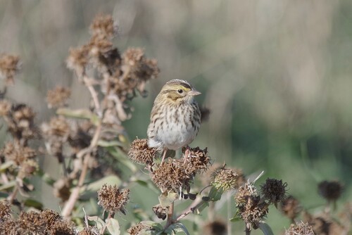 Savannah Sparrow photograph by the iNaturalist community