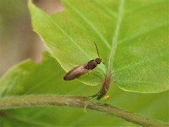 Dolerosomus silaceus
