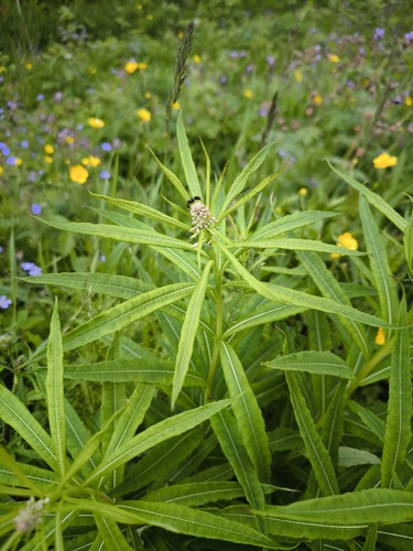 fireweed photograph by the iNaturalist community