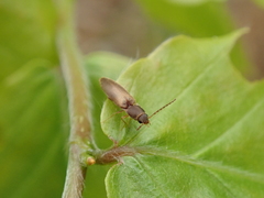 Dolerosomus silaceus