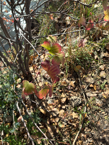 Ribes aureum, 2026-10-19