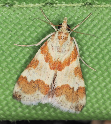 Rufous-banded Crambid Moth
