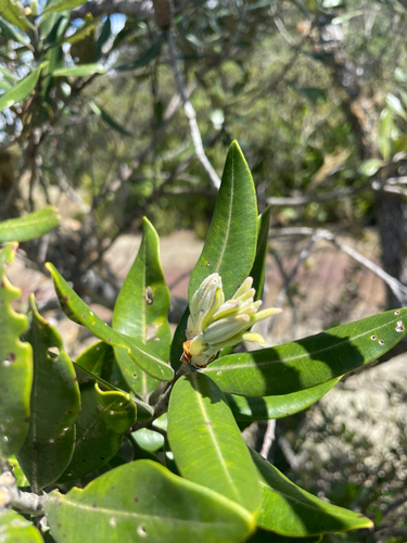 Metrosideros excelsa observed 2026-10-24