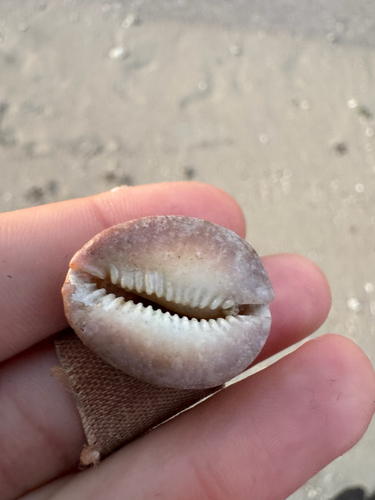 Cypraea caputserpentis observed 2026-10-23