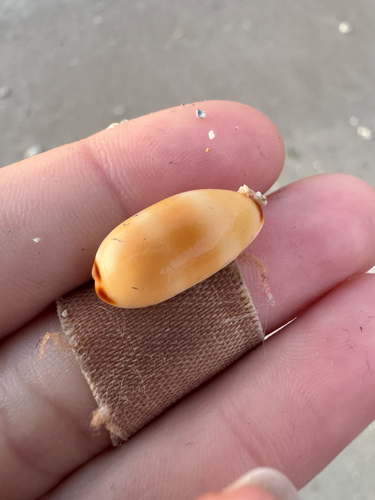Cypraea isabella, 2026-10-23