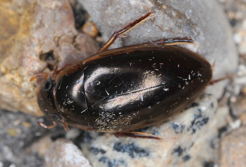 Lateral-lined Water Beetle