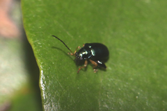 Aphthona strigosa