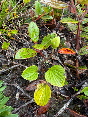 Viola kauaensis observed 2026-10-23