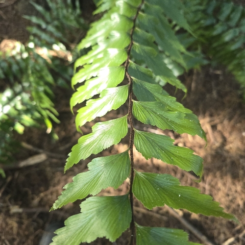 Asplenium polyodon observed 2026-10-24