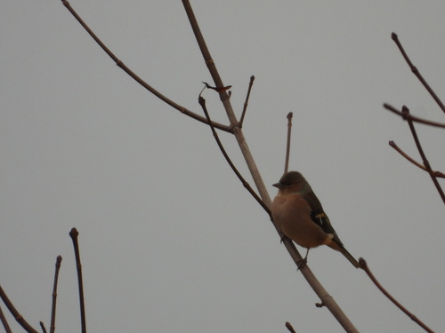iNaturalist image