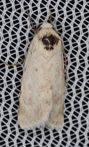 Leucocnemis perfundis